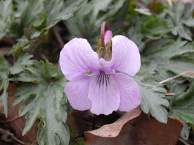 Viola 'Silver Samourai'